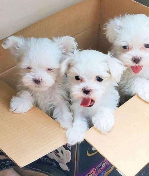 Beautiful White Maltese Puppies Available New York, Manhattan, World Trade Ctr, Nyc 707626-7303 Patrickmcmillian07@gmail.com