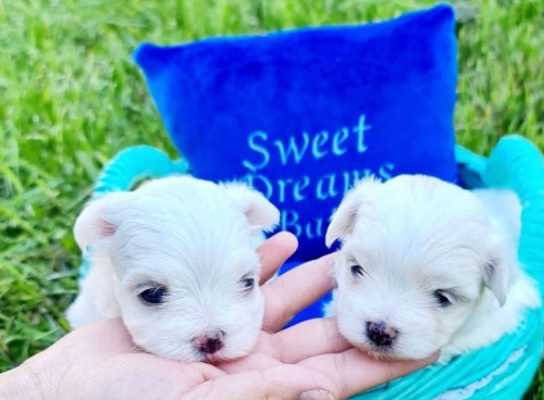  Stunning Maltese Puppies Available  707626-7303Jbphh, Hickam AFB, Jb Pearl Harbor Hickam, Join...
