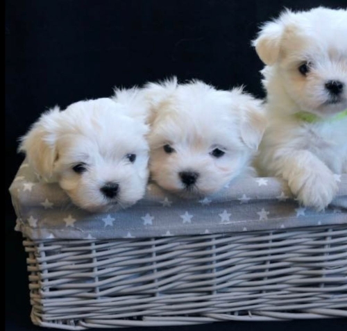 Sweet Maltese Puppies Pomona Park, Welaka707626-7303