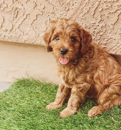  Golden Doodle Puppies Available For Adoption