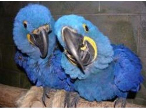  We Have 2 Hyacinth Macaw Babies For Sale.