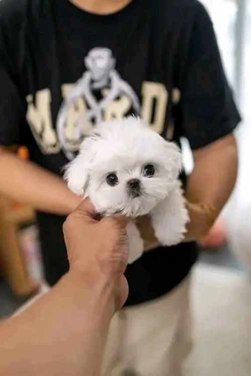 Well Socialized T-Cup Maltese Puppies Available Sarasota, Lakewood Ranch, Lakewood Rch707626-7303 Patrickmcmillian07@gmail.com