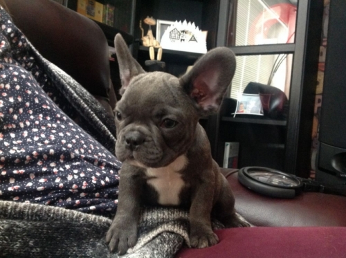 Well Socialized Blue French Bulldog Puppies