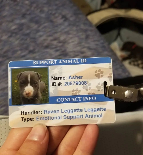 Adba Bluenose American Pitbull Terrier Puppies For Adoption