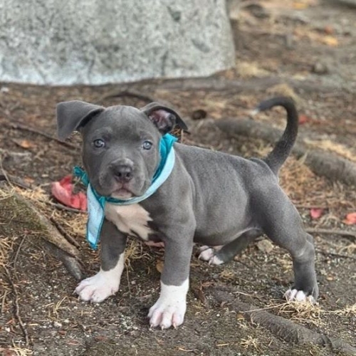 Active Male And Female American PITBULL Puppies For Sale