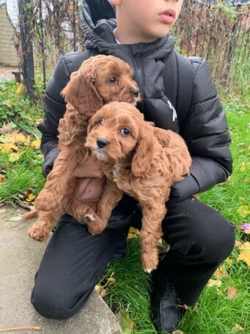 Cockapoo Puppies Looking For New Loving Homes 