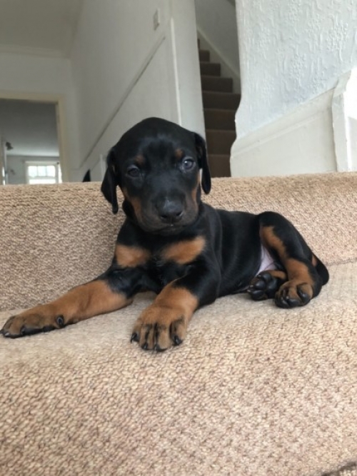  Doberman Pinscher Puppies Available For Adoption.