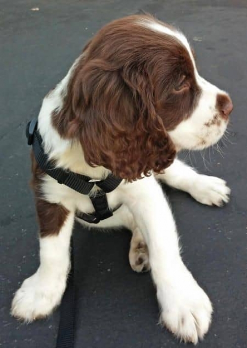 Affectionate Allies: Adopting Love With English Springer Spaniel Puppies