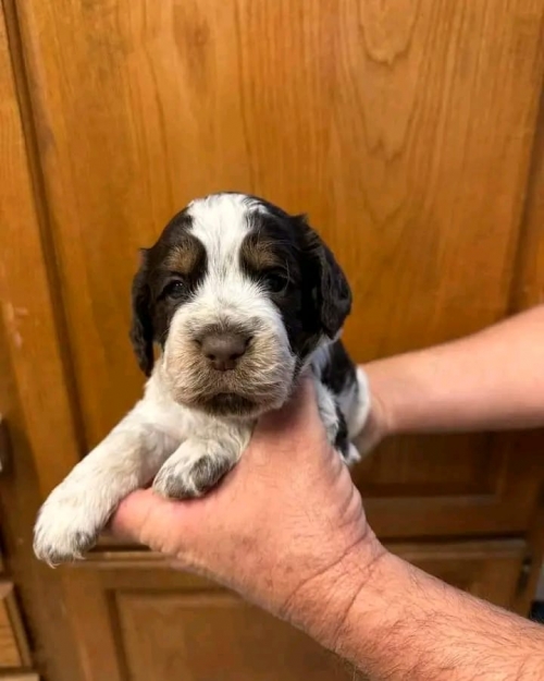 Tail-Wagging Happiness: Bring Home An English Springer Spaniel Companion
