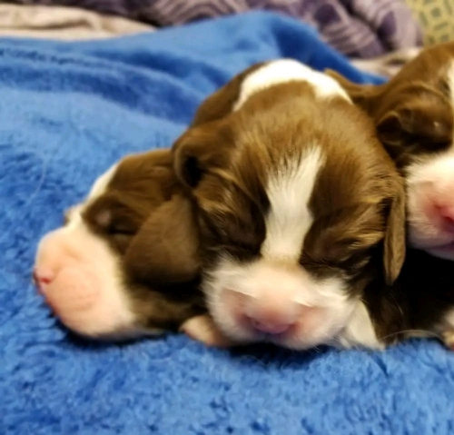 Puppy Love Alert: English Springer Spaniels Await Adoption Bliss