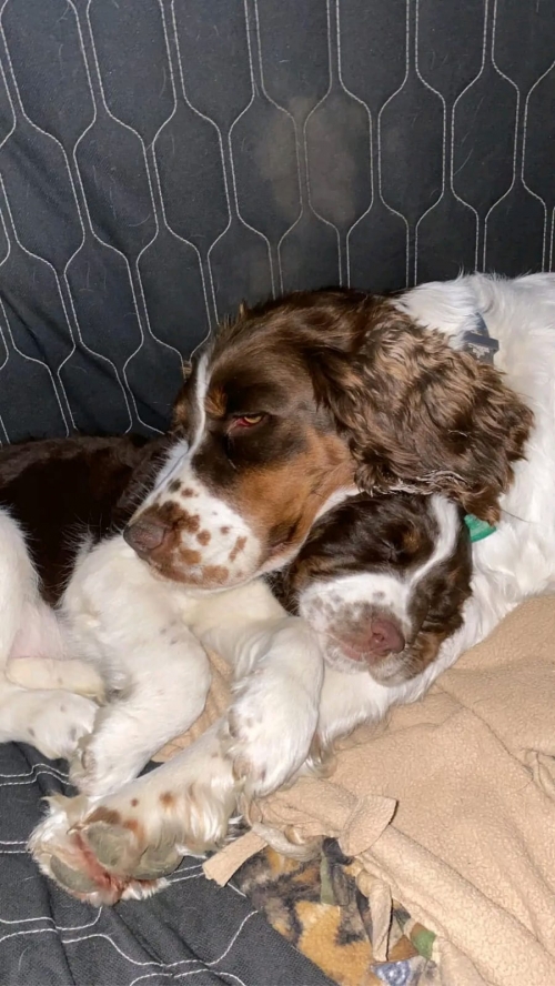 Enchanting Additions: Adopt These Sweet English Springer Spaniel Pup