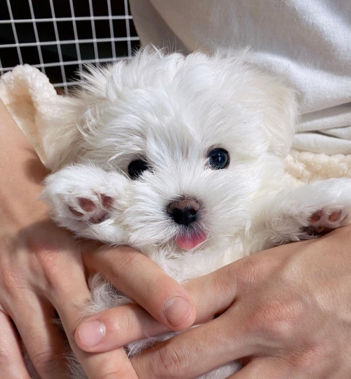 Two Great Teacup Maltese Puppies For Sale.
