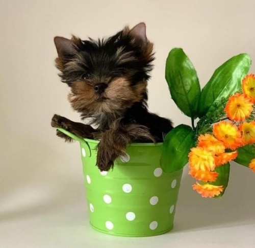 Lucky Bug  Yorkshire Terrier   13 Weeks 2 Days Old