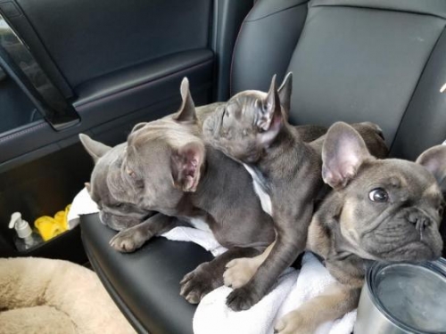 Potty Trained French Bulldog Puppies 