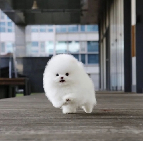 White Teacup Pomeranian Puppy 