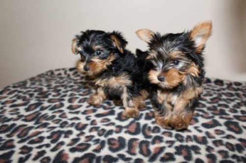 ZEV - YORKSHIRE TERRIER PUPPY FOR SALE