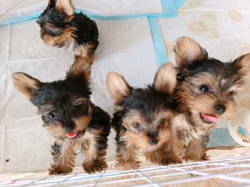 Teacup Yorkie Puppies Available For Sale 