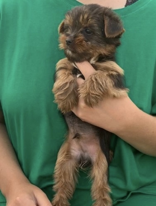Teacup  Toy Yorkie Puppies For Sale