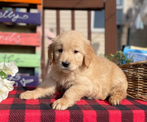  Awesome Golden Retriever Puppies
