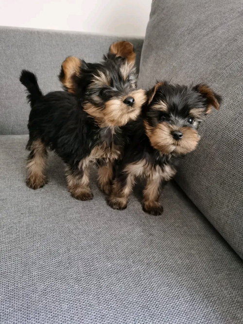 Cute Teacup Yorkie Puppies 