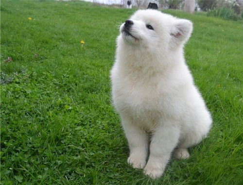   Adorable And Cute Little Samoyed Puppies Read