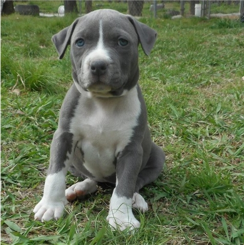  Handsome Pedigree Male And Female American Staffordshire Terrier Puppies