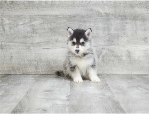   We Have Pure Breed AKC Registered Male And Female Pomsky Puppies
