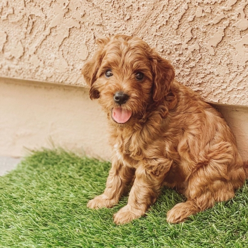  Beautiful Cavoodle Puppies,