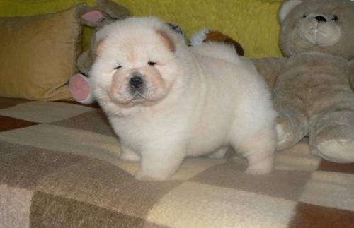  Affectionate Chow Chow Puppies For Rehoming