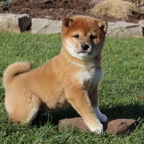  Male And Female Shiba Inu Puppies For Pet Lovers.