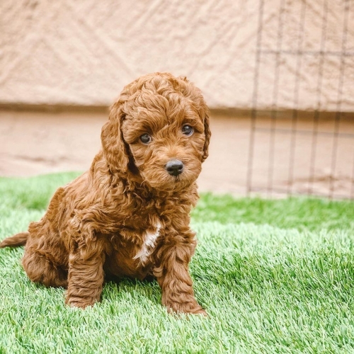  Two Cavapoo Puppies For Adoption.