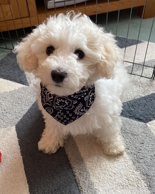  Bichons Frise Puppies For Re-homing
