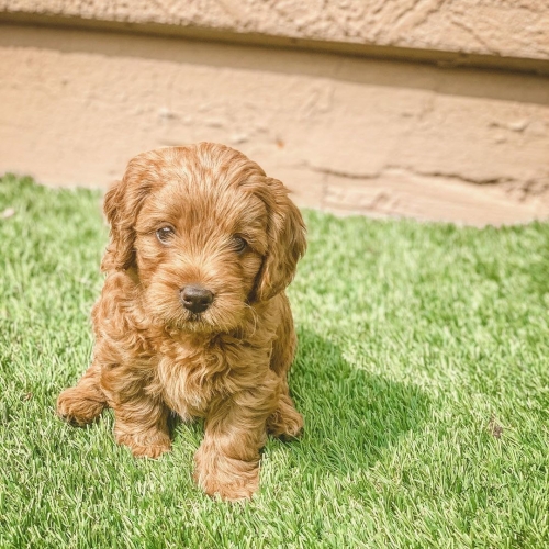  Golden Doodle Puppies Available For Adoption