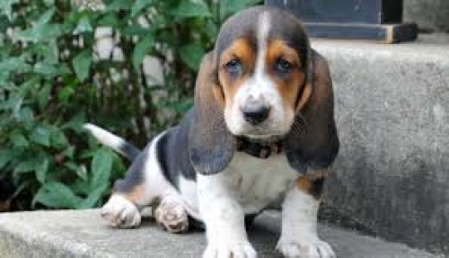  Amazing Male And Female Basset Hound Puppies For Adoption