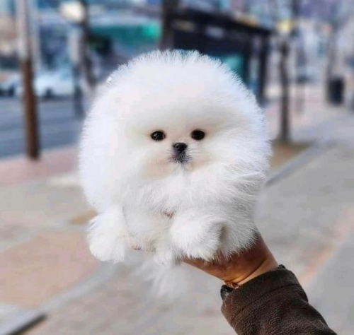 Pomeranian Puppy 