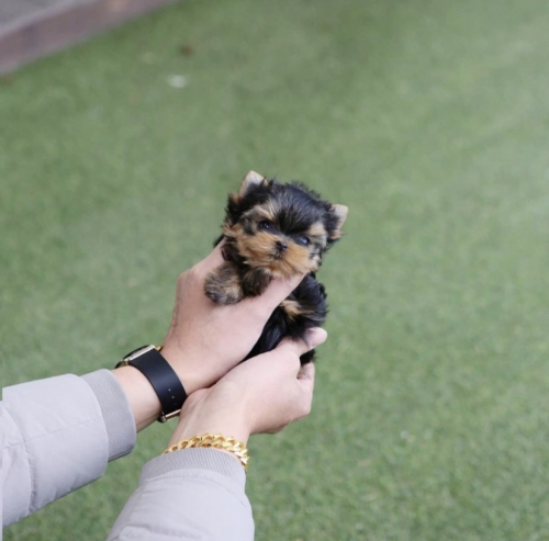 Yorkie Puppy Available 