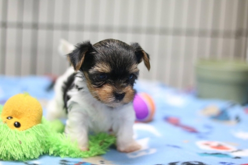 White And Tan CKC Yorkshire Terrier Puppies Available 
