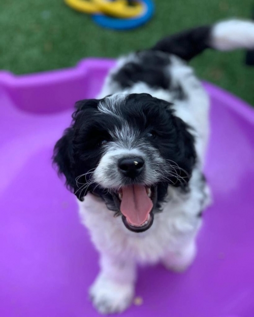  Cute And Lovely Aussiedoodle Puppies For Adoption