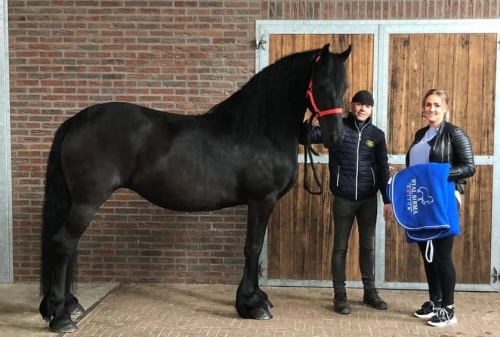 Friesian Mare Horse For Sale