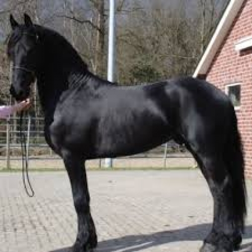 Friesian Mare Horse For Sale