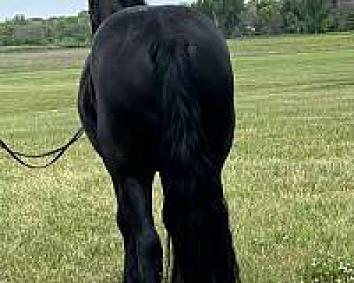 Friesian Mare In Need Of A Home