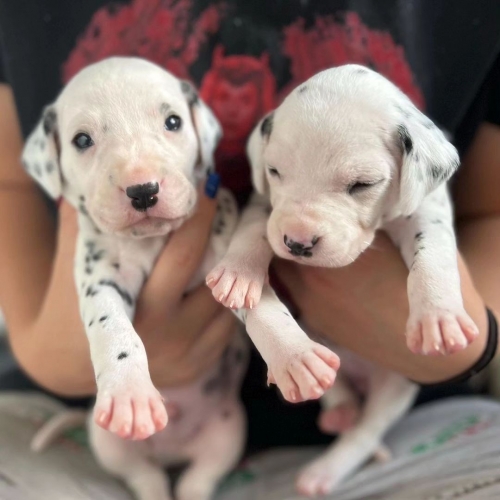 We Have A Male And Female Dalmatian Beautiful Puppies