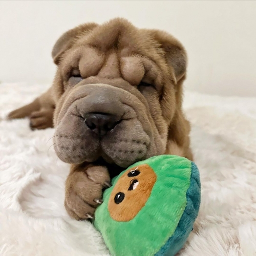 We Have Two Beautiful Shar Pei Puppies