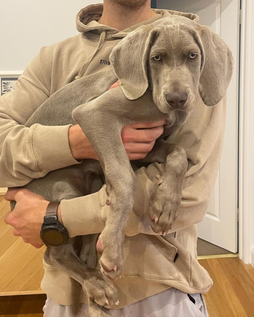 Hi, We Have Both Male And Female Weimaraner Puppies