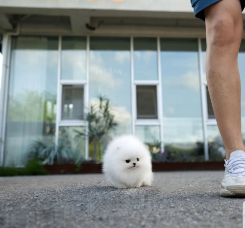 Cute White Pomeranian Puppy 