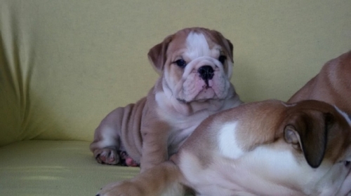 We Have A Fantastic, Healthy Litter Of English Bulldogs