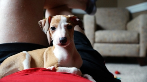  Healthy Italian Greyhound Puppies Available.