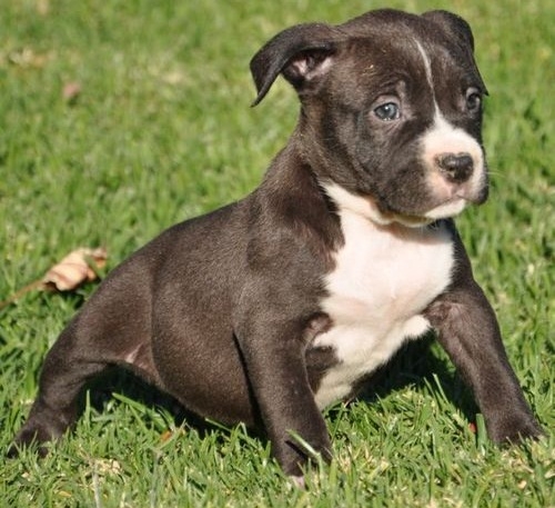  Gorgeous Male And Female Pittbull Puppies,