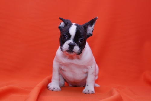  We Have Male And Female French Bulldog. 