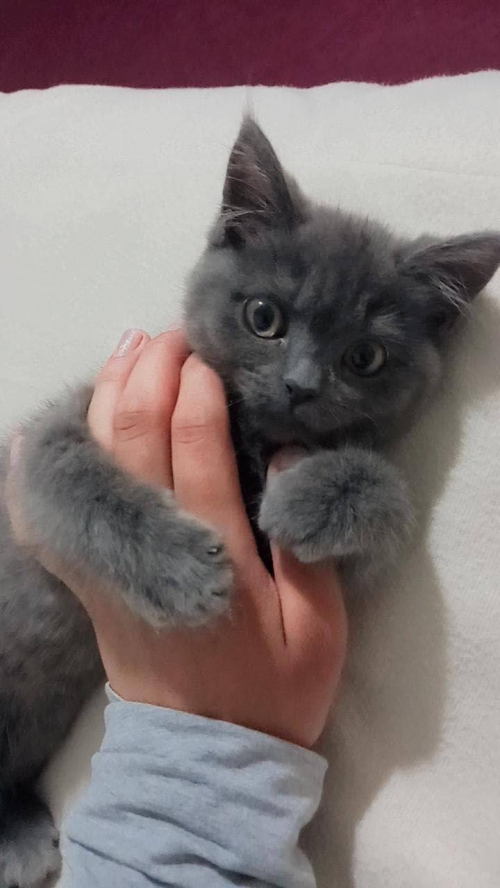 Cute And Affordable  Bengal  Savannah  British Shorthair Kittens For Sale 5313333440  Hello Family I Have Gotten Cute Little Bengal Or Savvanah And British Short Hair Kiitens Available To Leave To Their Forever Loving Home. All On Shots .microchipped .dew